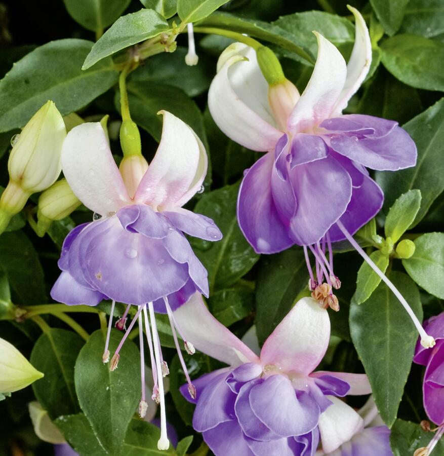 Fuchsie, čílko 'Moody Blues' - Fuchsia hybrida 'Moody Blues'