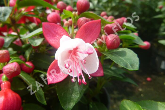 Fuchsie, čílko 'Fuchsita Red White' - Fuchsia hybrida 'Fuchsita Red White'