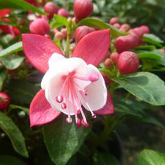 Fuchsie, čílko 'Fuchsita Red White' - Fuchsia hybrida 'Fuchsita Red White'