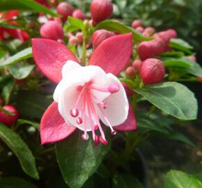 Fuchsie, čílko 'Fuchsita Red White' - Fuchsia hybrida 'Fuchsita Red White'