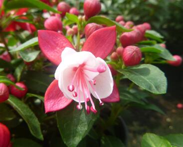 Fuchsie, čílko 'Fuchsita Red White'