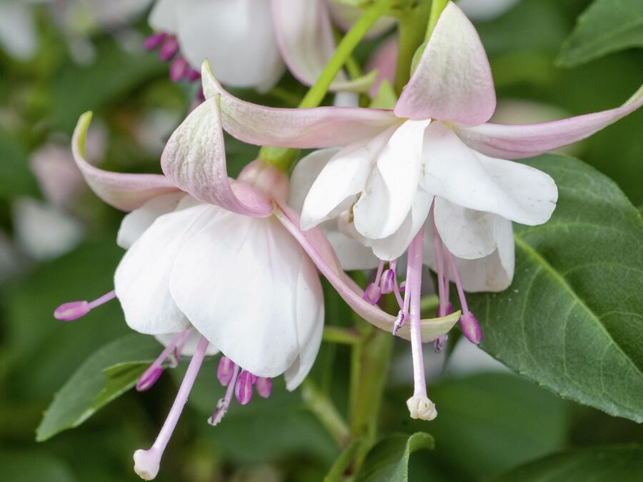 Fuchsie, čílko 'Polar' - Fuchsia hybrida 'Polar'