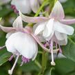 Fuchsie, čílko 'Polar' - Fuchsia hybrida 'Polar'