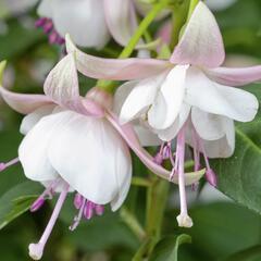 Fuchsie, čílko 'Polar' - Fuchsia hybrida 'Polar'