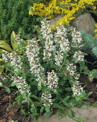 Zběhovec plazivý 'Alba' - Ajuga reptans 'Alba'