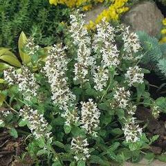 Zběhovec plazivý 'Alba' - Ajuga reptans 'Alba'