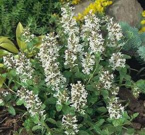 Zběhovec plazivý 'Alba' - Ajuga reptans 'Alba'