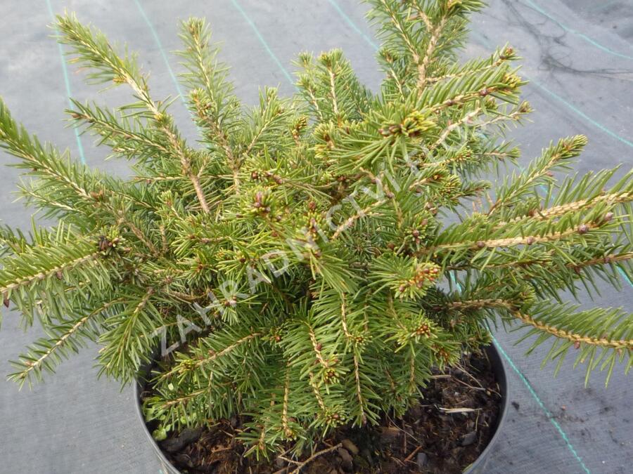 Smrk ztepilý 'Nidiformis' - Picea abies 'Nidiformis'