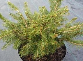 Smrk ztepilý 'Nidiformis' - Picea abies 'Nidiformis'