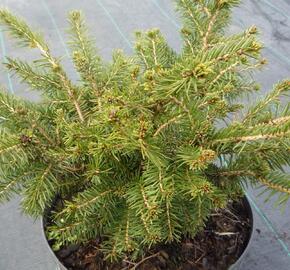 Smrk ztepilý 'Nidiformis' - Picea abies 'Nidiformis'