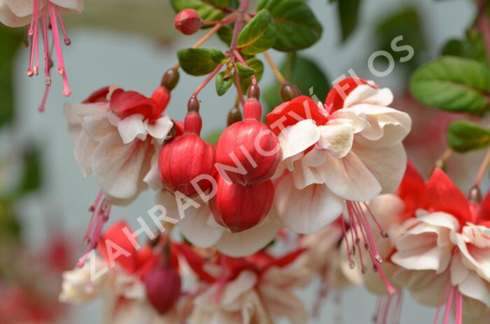 Fuchsie, čílko 'General Monk Rot-Weiss' - Fuchsia hybrida 'General Monk Rot-Weiss'