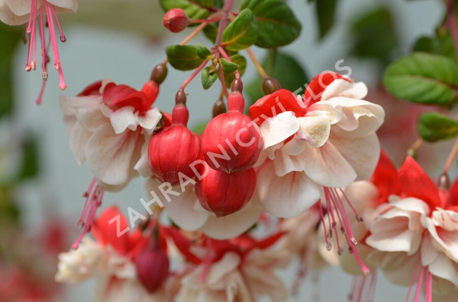 Fuchsie, čílko 'General Monk Rot-Weiss' - Fuchsia hybrida 'General Monk Rot-Weiss'