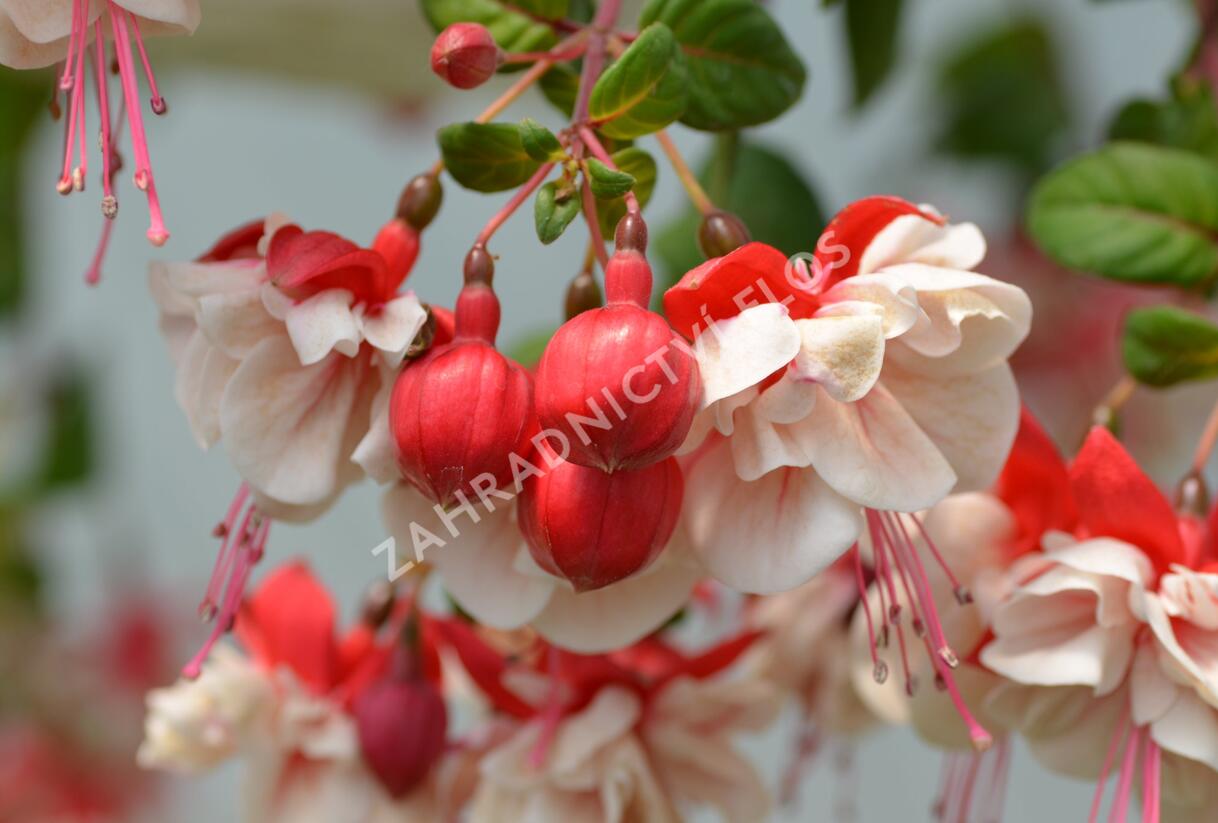 Fuchsie, čílko 'General Monk Rot-Weiss' - Fuchsia hybrida 'General Monk Rot-Weiss'