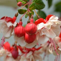 Fuchsie, čílko 'General Monk Rot-Weiss' - Fuchsia hybrida 'General Monk Rot-Weiss'