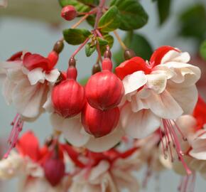 Fuchsie, čílko 'General Monk Rot-Weiss' - Fuchsia hybrida 'General Monk Rot-Weiss'