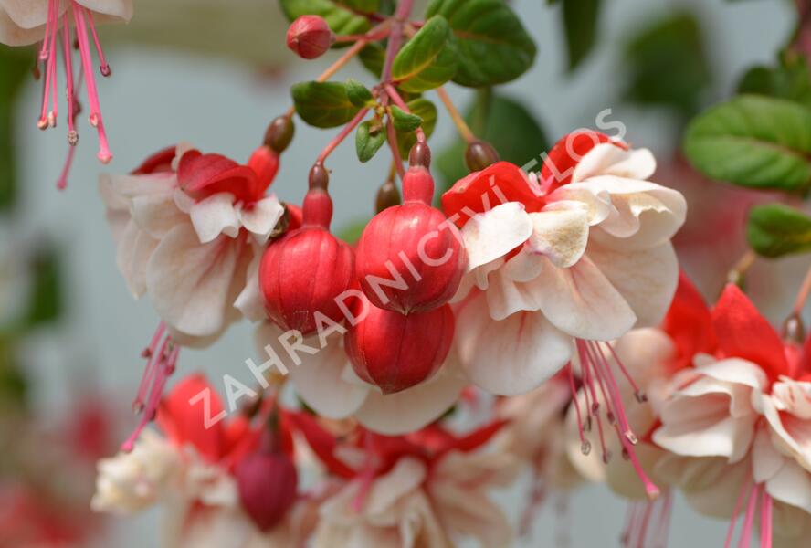 Fuchsie, čílko 'General Monk Rot-Weiss' - Fuchsia hybrida 'General Monk Rot-Weiss'