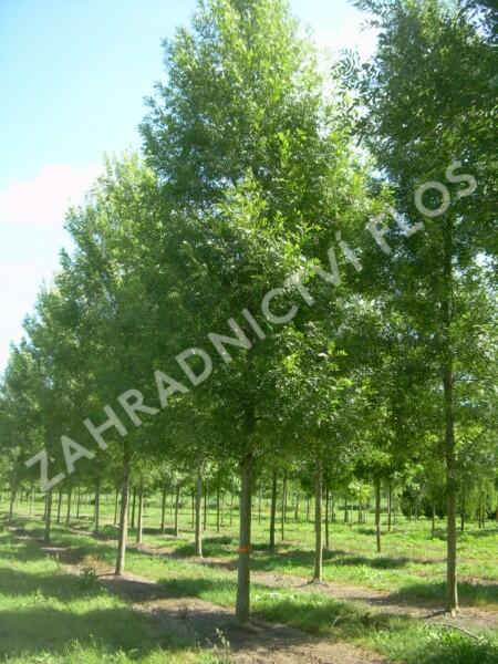 Jasan úzkolistý 'Raywood' - Fraxinus angustifolia 'Raywood'