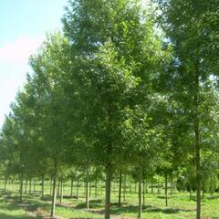 Jasan úzkolistý 'Raywood' - Fraxinus angustifolia 'Raywood'