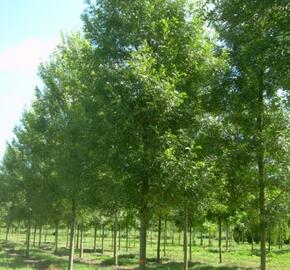 Jasan úzkolistý 'Raywood' - Fraxinus angustifolia 'Raywood'