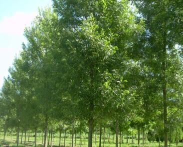 Jasan úzkolistý 'Raywood'