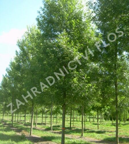Jasan úzkolistý 'Raywood' - Fraxinus angustifolia 'Raywood'
