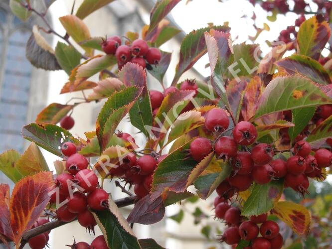 Hloh slívolistý 'Splendens' - Crataegus prunifolia 'Splendens'