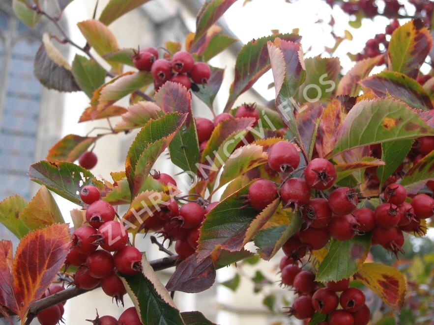Hloh slívolistý 'Splendens' - Crataegus prunifolia 'Splendens'