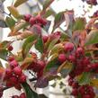 Hloh slívolistý 'Splendens' - Crataegus prunifolia 'Splendens'