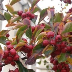 Hloh slívolistý 'Splendens' - Crataegus prunifolia 'Splendens'