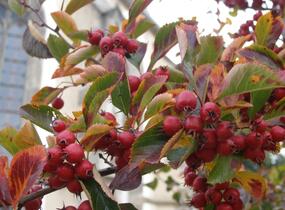 Hloh slívolistý 'Splendens' - Crataegus prunifolia 'Splendens'