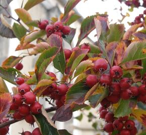 Hloh slívolistý 'Splendens'