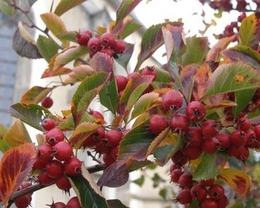 Hloh slívolistý 'Splendens'