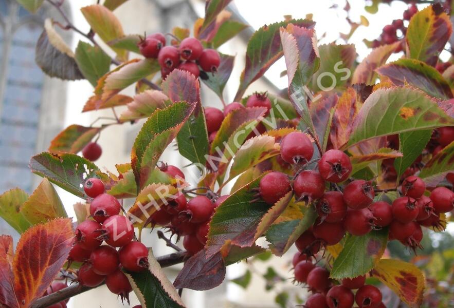 Hloh slívolistý 'Splendens' - Crataegus prunifolia 'Splendens'