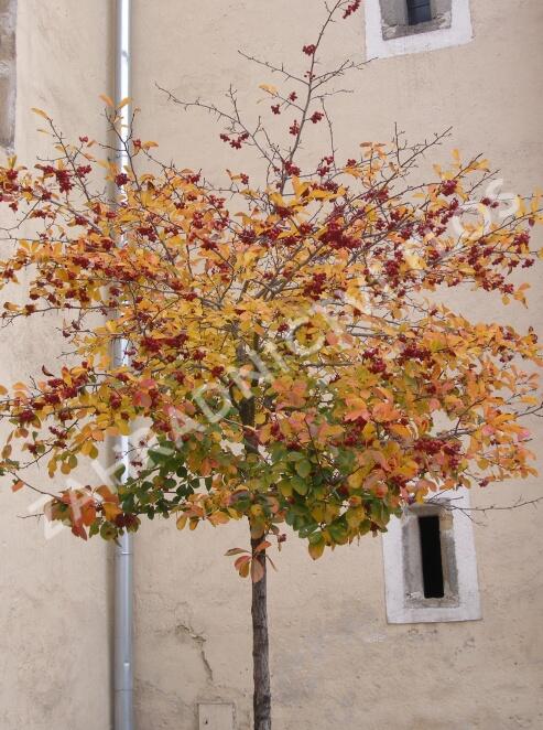 Hloh slívolistý 'Splendens' - Crataegus prunifolia 'Splendens'