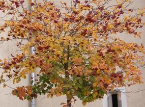 Hloh slívolistý 'Splendens' - Crataegus prunifolia 'Splendens'
