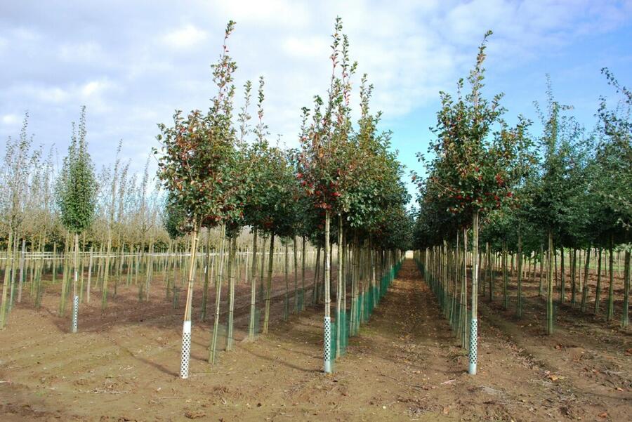 Hloh slívolistý 'Splendens' - Crataegus prunifolia 'Splendens'