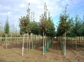 Hloh slívolistý 'Splendens' - Crataegus prunifolia 'Splendens'