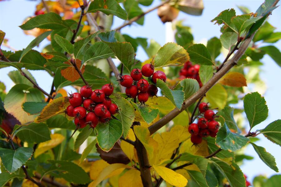 Hloh slívolistý 'Splendens' - Crataegus prunifolia 'Splendens'