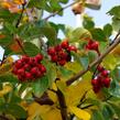 Hloh slívolistý 'Splendens' - Crataegus prunifolia 'Splendens'
