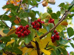 Hloh slívolistý 'Splendens' - Crataegus prunifolia 'Splendens'
