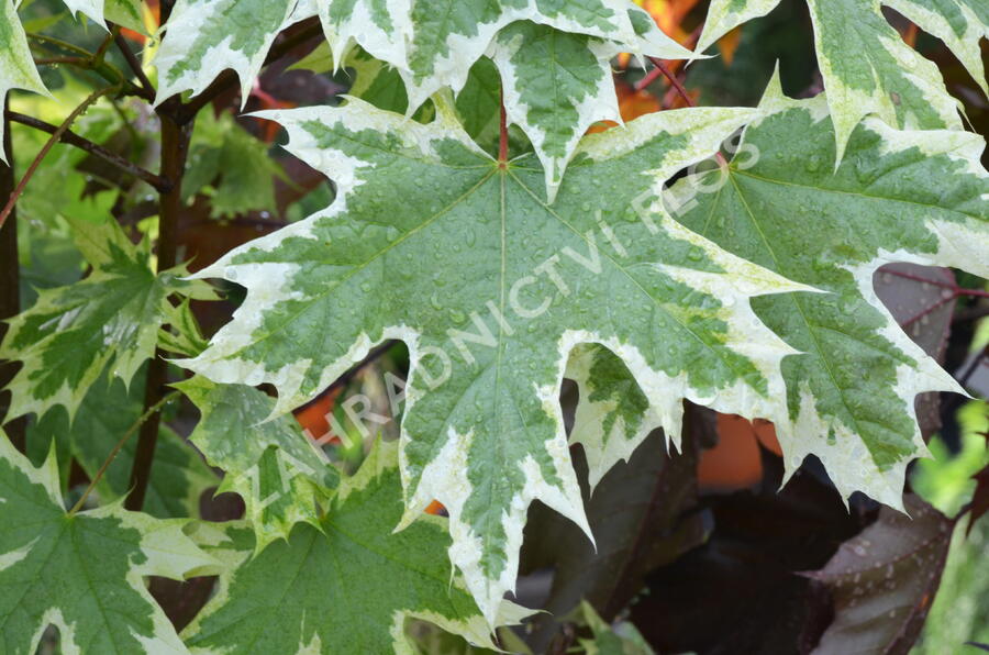 Javor mléč 'Drummondii' - Acer platanoides 'Drummondii'