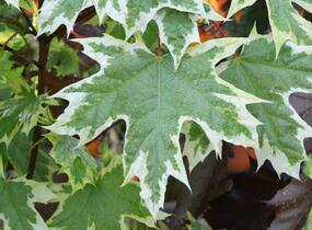 Javor mléč 'Drummondii' - Acer platanoides 'Drummondii'