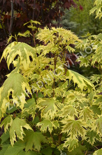 Javor mléč 'Drummondii' - Acer platanoides 'Drummondii'