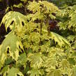 Javor mléč 'Drummondii' - Acer platanoides 'Drummondii'