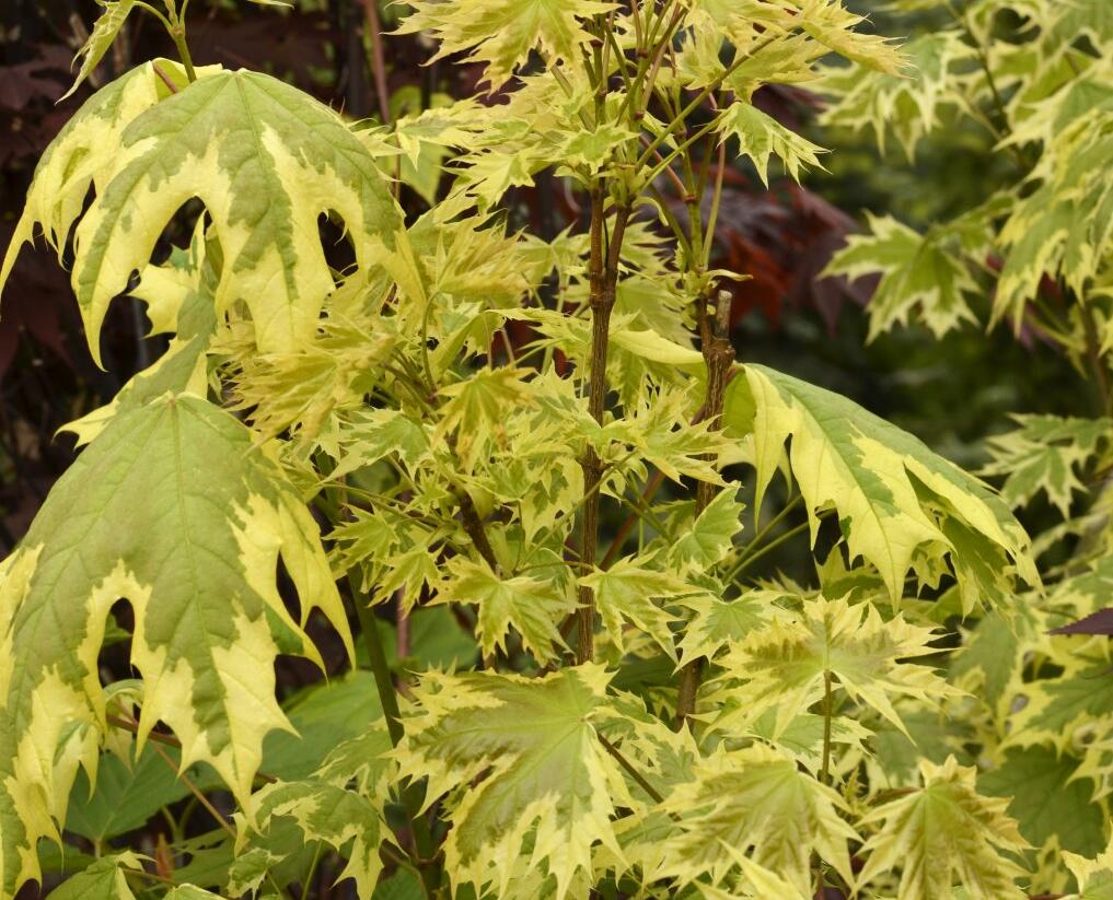 Javor mléč 'Drummondii' - Acer platanoides 'Drummondii'