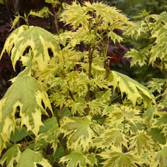 Javor mléč 'Drummondii' - Acer platanoides 'Drummondii'