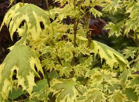 Javor mléč 'Drummondii' - Acer platanoides 'Drummondii'