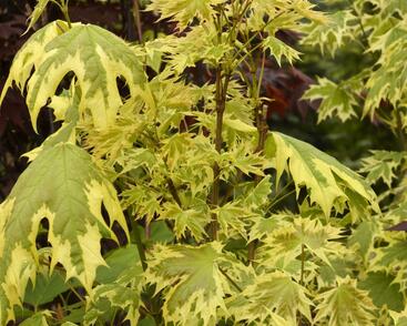 Javor mléč 'Drummondii'