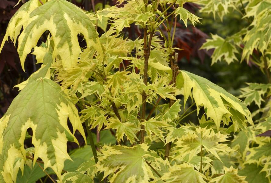 Javor mléč 'Drummondii' - Acer platanoides 'Drummondii'