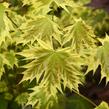 Javor mléč 'Drummondii' - Acer platanoides 'Drummondii'